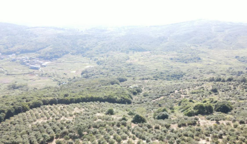 广东碧春晖农业有限公司 (2)