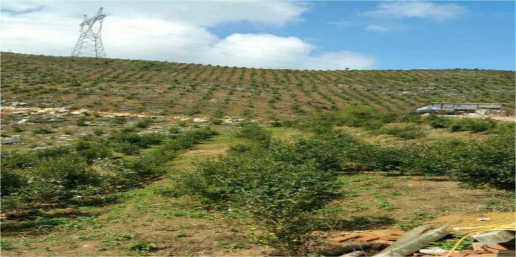 乐昌市银河农业发展有限公司 (1)